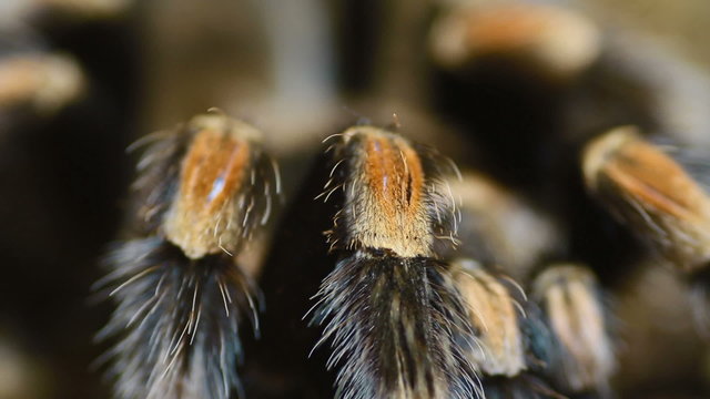 close-up leg Mexican Redknee Tarantula (Brachypelma smithi)
