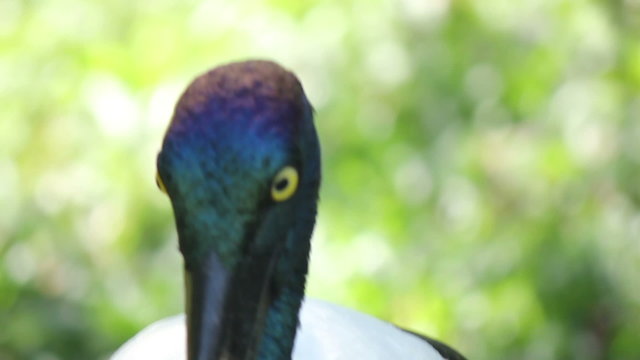 Black Necked Stork in Asia