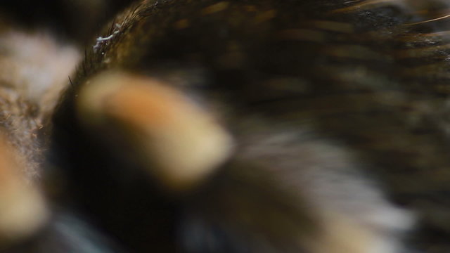 close-up leg Mexican Redknee Tarantula (Brachypelma smithi)
