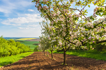 Garden with Blooming Apple Trees