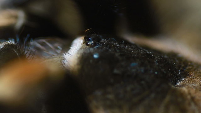 close-up Mexican Redknee Tarantula (Brachypelma smithi)
