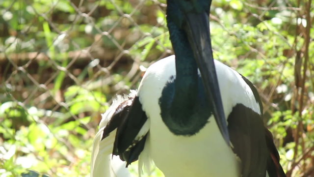 Black Necked Stork in Asia