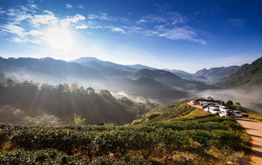 Fototapeta premium Landscape of Tea Field with fog in morning at Chiangmai Thailand.
