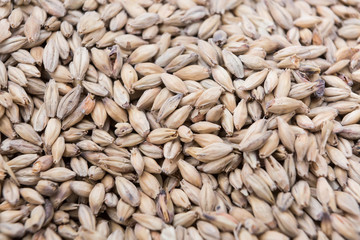 Close-up of fresh malt seeds