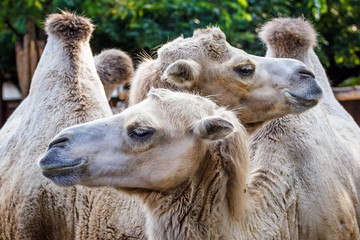 Two Bactrian camels in the zoo