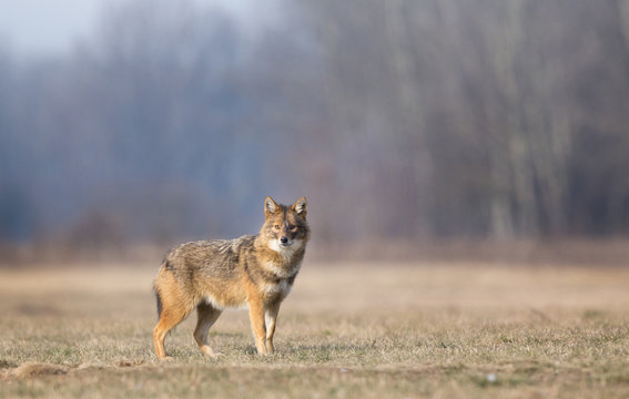 Fototapeta Golden jackal standing on meadow