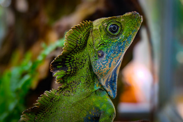 Green and blue colored chameleon head looking into the observers eye with the head from left to...