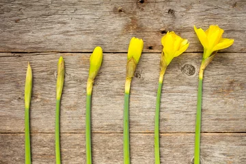 Photo sur Plexiglas Narcisse Jonquilles à différents stades de floraison
