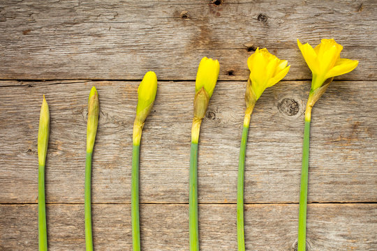 Daffodils in different stages of blooming