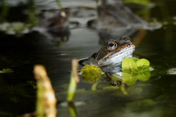 Moor Frog, Common Frog