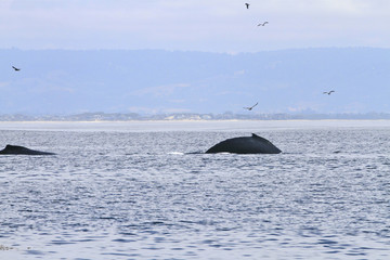 baleine en Californie
