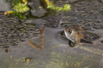 Moor Frog, Common Frog