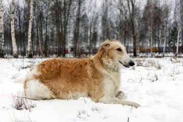 Russian Borzoi dog lying in the snow