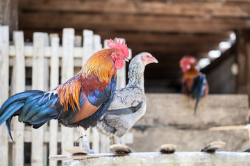 Rooster and hens