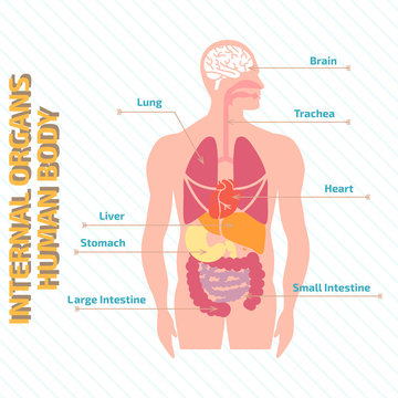 Medical infographic human body