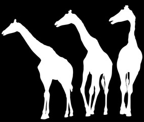 isolated three giraffe white silhouettes