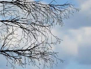 bare spring birch branches on sky background