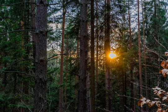 Fototapeta Sunset in a forest in the mountains in late winter season (Saxony, Germany)
