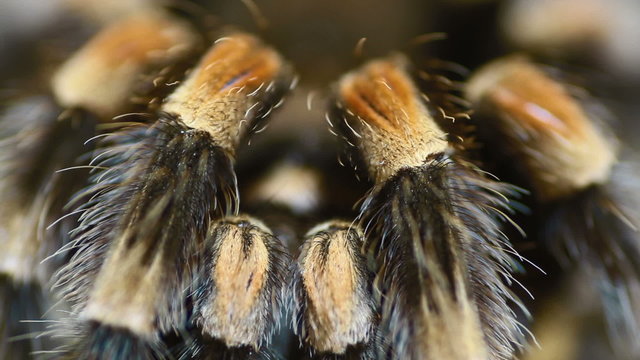 close-up leg Mexican Redknee Tarantula (Brachypelma smithi)
