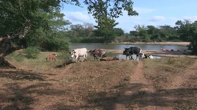 Nguni cattle walking up from dam and across sandy ground and under shady trees.