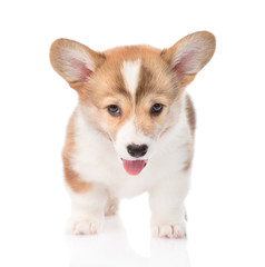 Pembroke Welsh Corgi puppy standing in front. isolated on white