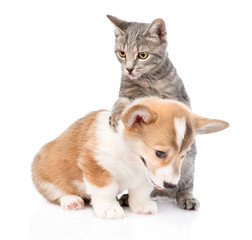 Cat playing with a Pembroke Welsh Corgi puppy. Isolated on white