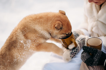 couple with a dog in winter forest