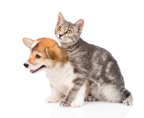 Fototapeta premium Cat embracing Pembroke Welsh Corgi puppy. Isolated on white back