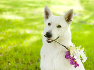 Closeup Purebred White Swiss Shepherd holding flower in its mout