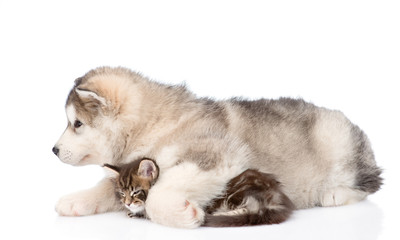 alaskan malamute puppy hugging maine coon kitten. isolated on wh