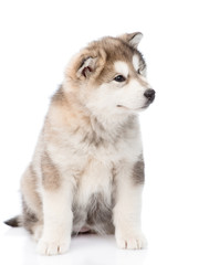 Portrait alaskan malamute puppy. isolated on white background