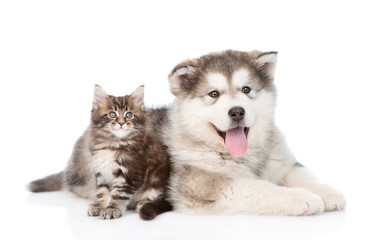 alaskan malamute dog lying with maine coon cat together. isolate