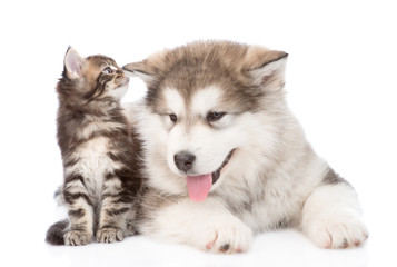 cat whispering in the ear of a dog secrets. isolated on white ba