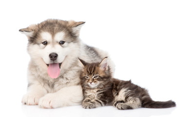 alaskan malamute dog and maine coon cat together. isolated on wh