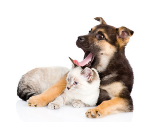 yawning mixed breed dog lying with small cat. isolated on white