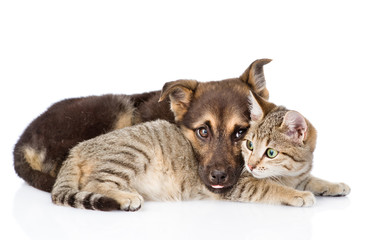 sad dog lying with cat. isolated on white background