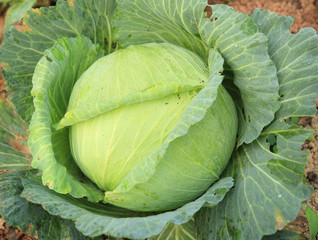 Obraz premium green cabbage in growth at vegetable garden