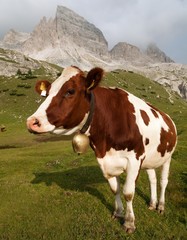 Fototapeta na wymiar cow (bos primigenius taurus) on Dolomities, Italy
