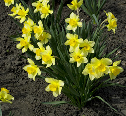 Obraz premium yellow spring flowers on the earth