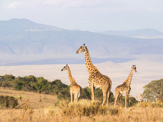 Fototapeta premium Herd of giraffes on the rim of the Ngorongoro Crater in Tanzania, Africa, at sunset.