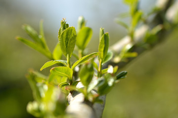 Crack willow (Salix fragilis). New shoots growing from a branch of tree in the family Salicaceae, native to Europe and western Asia