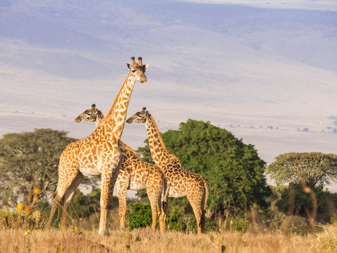 Herd of giraffes on the rim of the Ngorongoro Crater in Tanzania, Africa, at sunset.