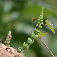 Field horsetail (Equisetum arvense) and bindweed. Two plants battling.  Plants in the family Equisetaceae and Convolvulaceae fight for domination