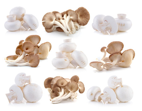 Champignon and oyster mushroom on white background