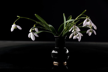  Snowdrops in vase