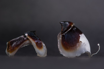 Octopus beak. Two parts of an octopus' mouthparts, made of keratin and used to crush prey