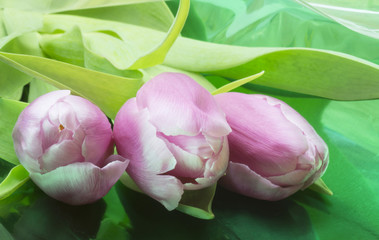 Bouquet from red and white tulip