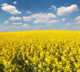Obraz premium golden field of flowering rapeseed with beautiful clouds