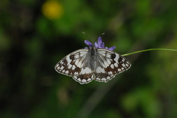 Satyridae / Anadolu Melikesi / Balkan Marbled White / Melanargia larissa