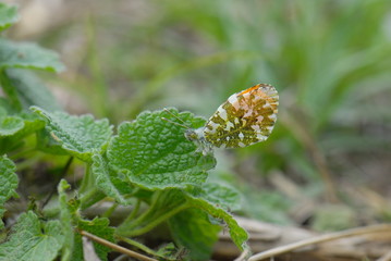 Pieridae / Turuncu Süslü / Anthocharis cardamines